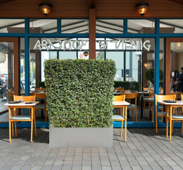 Ehretia Microphylla Hedge Shape 1 m 3