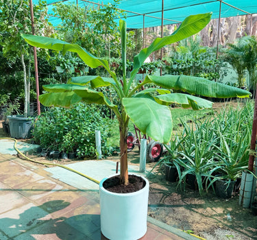 Musa Spp – Banana Tree 3