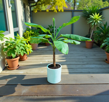 Musa Spp – Banana Tree 2
