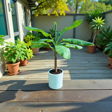 Musa Spp – Banana Tree 2
