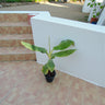 Musa Spp – Banana Tree 6