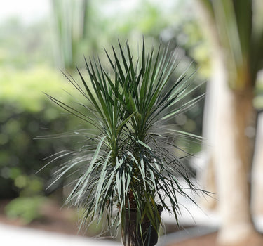 Yucca Filifera – Yucca Aloifolia