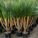 Yucca Large in Nursery Pot Plants UAE. Row of potted tropical plants on a paved area with greenery in the background