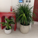 Yucca and Morning Dew Office Plant Bundle, UAE. Two potted plants in a room with a red table and white walls.