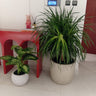 Yucca and Morning Dew Office Plant Bundle, UAE. Two potted plants in a room with a red table and white walls.