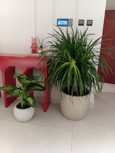 Yucca and Morning Dew Office Plant Bundle, UAE. Two potted plants in a room with a red table and white walls.