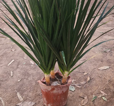 Yukka 3 heads Plants UAE. Potted plant on a sandy surface with a blurred background