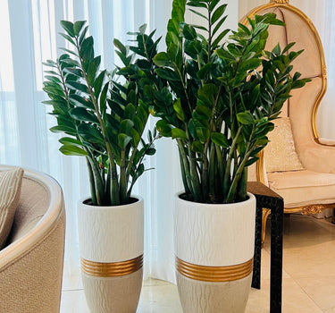 Zizi Plant Bundle (2 Pieces) in Premium Ceramic Pots, UAE. Two large green potted plants in decorative pots on a tiled floor with a chair and table in the background.