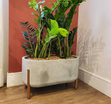 Zizi Plant in Rectangle Pot Indoor Plants UAE. Potted plant in a decorative planter with wooden legs against a red wall.