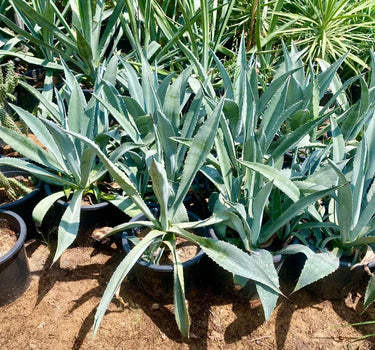 Agave Americana – The Iconic Century Plant