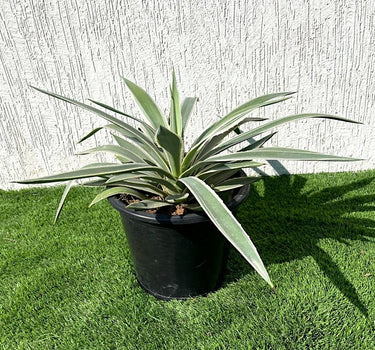 Agave Angustifolia-Caribbean Agave - 30 - 50cm