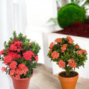 Ixora Chinensis 1