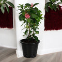 Ixora coccinea- Multicolours Available 2