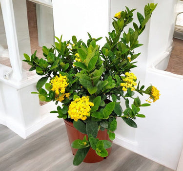 Ixora coccinea- Multicolours Available 3