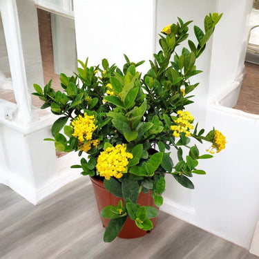 Ixora coccinea- Multicolours Available 3