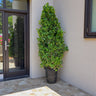 Ficus Cone – Ficus Diversifolia 1