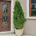 Ficus Cone – Ficus Diversifolia 8
