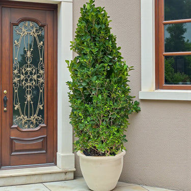 Ficus Cone – Ficus Diversifolia 8