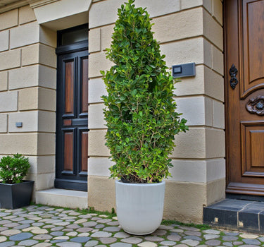 Ficus Cone – Ficus Diversifolia 2