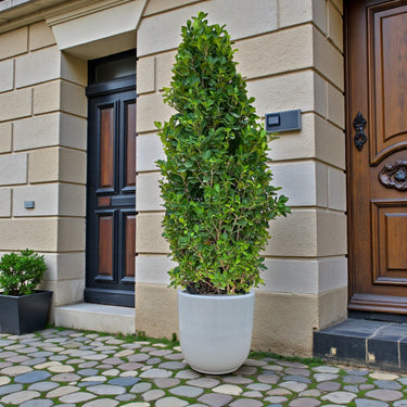 Ficus Cone – Ficus Diversifolia 2