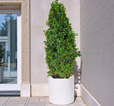 Ficus Cone – Ficus Diversifolia 3