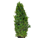 Ficus Cone – Ficus Diversifolia 12