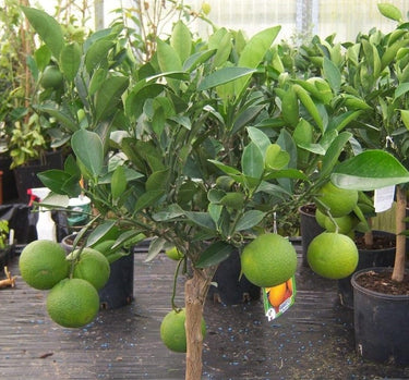 Orange Tree – Citrus Sinensis 2