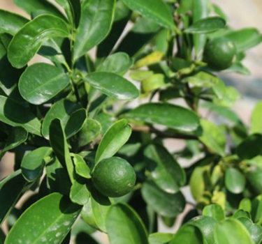 Citrus Bin Zaheer Plant 2