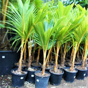 Cocos nucifera – Coconut Palm 3