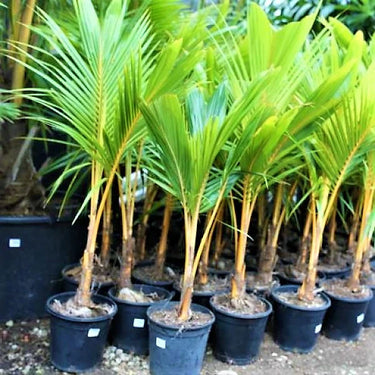 Cocos nucifera – Coconut Palm 3