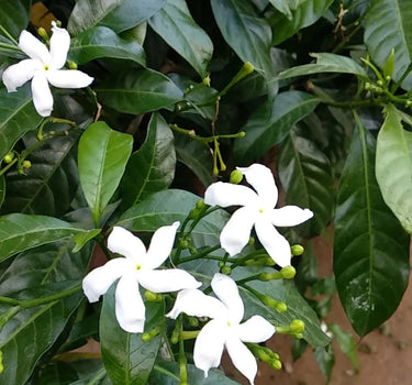 Tabernaemontana Chinensis (Crepe Jasmine / Pinwheel Flower)