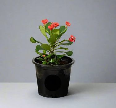 Euphorbia millii – Crown of Thorns 4