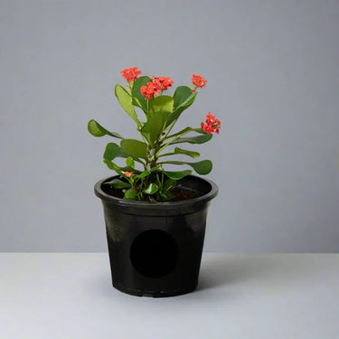 Euphorbia millii – Crown of Thorns 4