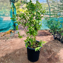 Cestrum Nocturnum – Night Queen / Night-blooming Jasmine 5