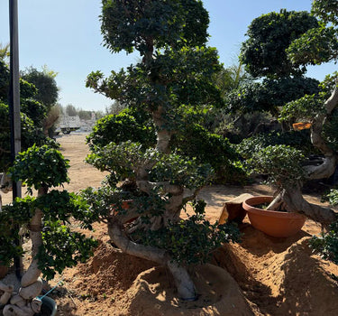 Giant Bonsai S Shaped - 2-2.2 M