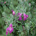 Leucophyllum frutescens – Texas Sage 1
