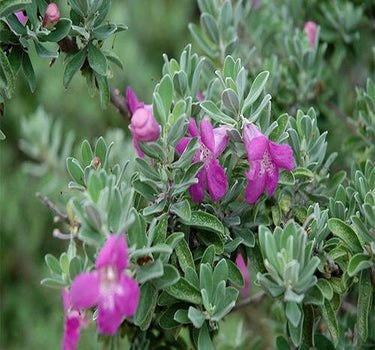 Leucophyllum frutescens – Texas Sage 1