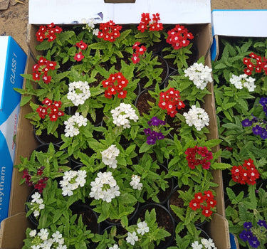 Verbena Seasonal Flowers (8–12 cm)
