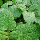 Mint Plant or Mentha 2