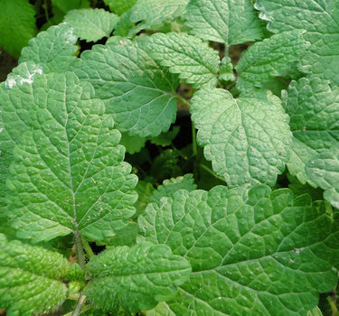 Mint Plant or Mentha 2