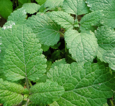 Mint Plant or Mentha 2
