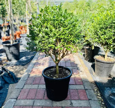 Murraya Paniculata ‘Exotica’ – Orange Jasmine 2
