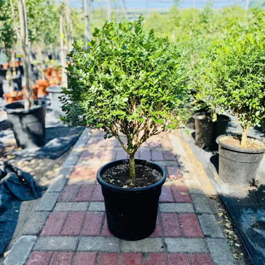Murraya Paniculata ‘Exotica’ – Orange Jasmine 2