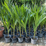 Cocos nucifera – Coconut Palm 2