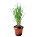 Lemon Grass / Citronella 1