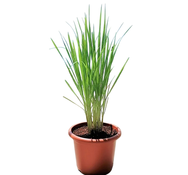 Lemon Grass / Citronella 1