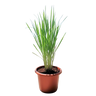Lemon Grass / Citronella 1