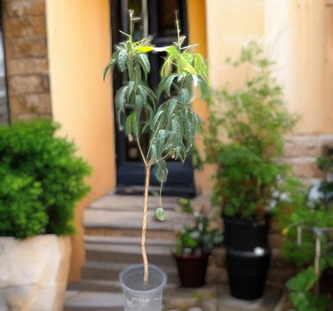 Mango Tree – Mangifera Indica – King of Fruits 3