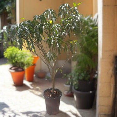 Mango Tree – Mangifera Indica – King of Fruits 2