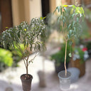 Mango Tree – Mangifera Indica – King of Fruits 1